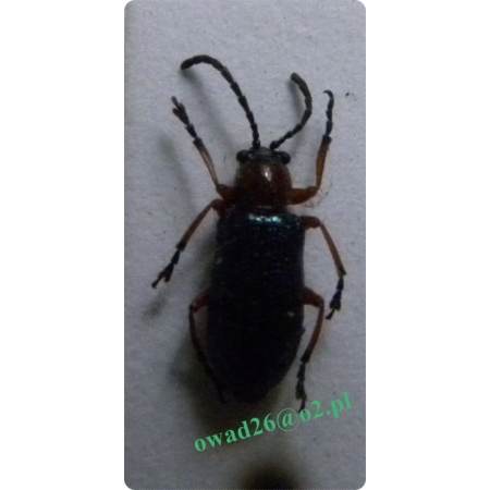 Oulema melanopus (Linnaeus, 1758) Skrzypionka zbożowa